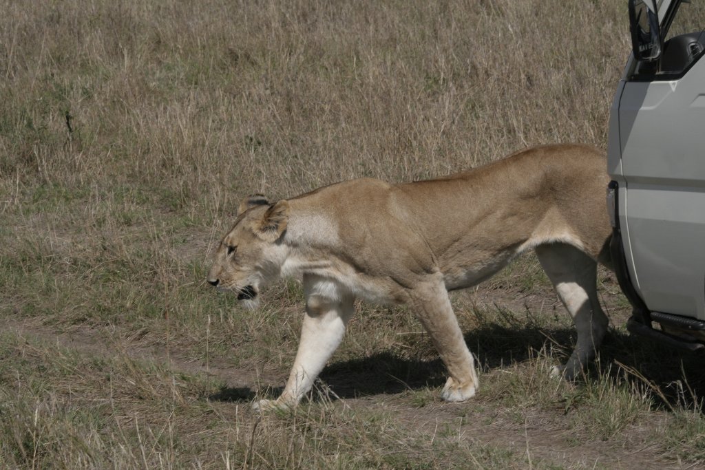 07-Lioness passes in front of the bus.jpg - Lioness passes in front of the bus